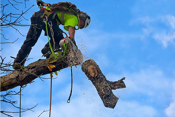 tree removal service in richmond International Tree Services