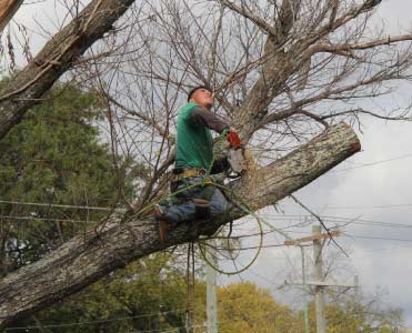 HOW TO PREPARE FOR TREE REMOVAL – KEY TAKEAWAYS
