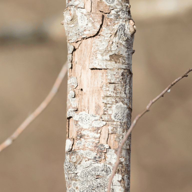 Is My Tree Dying Or Dead? How To Tell And What You Could Do