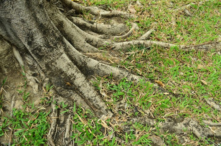 HOW TO STOP TREE ROOTS FROM SPROUTING IN THE LAWN