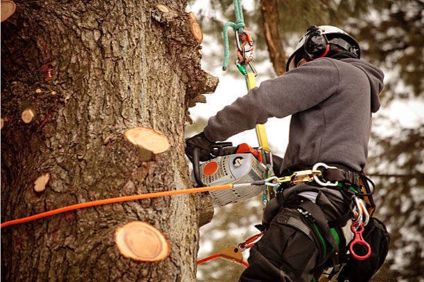 Tree Pruning Services in Glen Allen