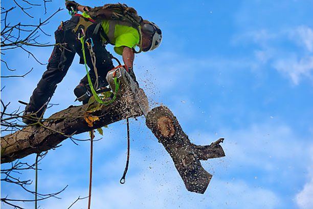 Tree Removal Services in Ashland